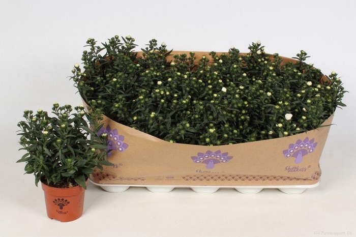<h4>Aster Showmakers Artic White</h4>