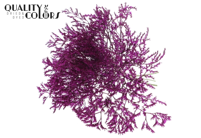 <h4>Droogbloemen   ...bewerkt H%</h4>
