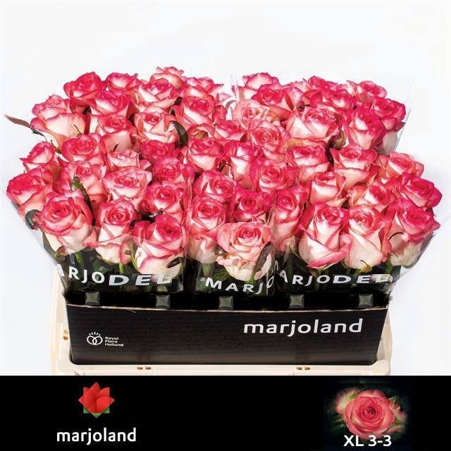 <h4>Rosa large jumilia XL</h4>