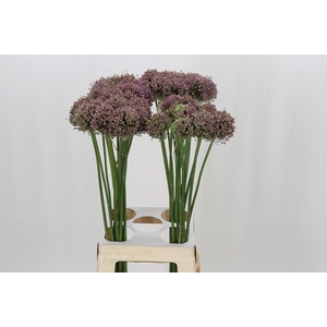Allium ampeloprasum 'Hairy Friend'