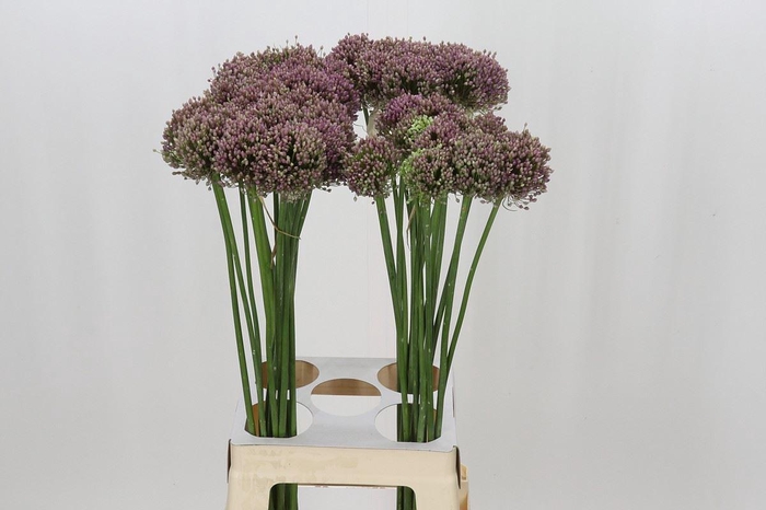 <h4>Allium ampeloprasum 'Hairy Friend'</h4>