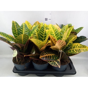 Codiaeum var. GR 'Petra'