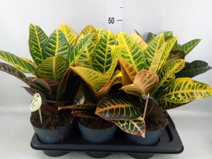 <h4>Codiaeum var. GR 'Petra'</h4>