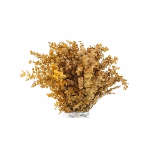 Pres Euca Stuartiana Yellow Bunch