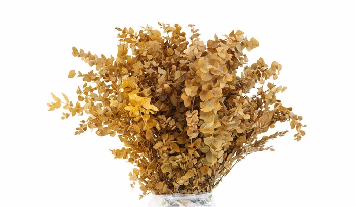 <h4>Pres Euca Stuartiana Yellow Bunch</h4>