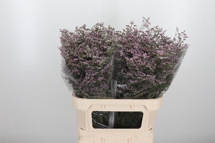 <h4>Lim Saf Oshi Pink</h4>