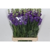 Matthiola Iron Purple