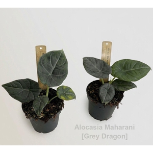 Alocasia