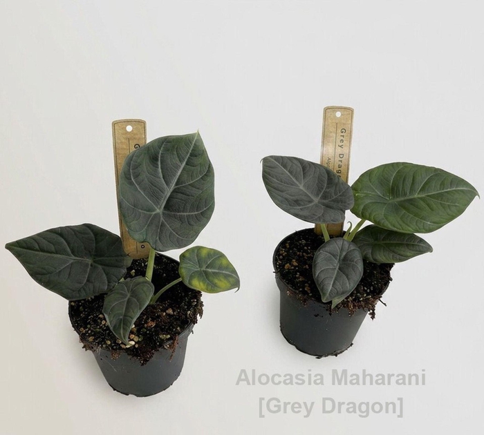 <h4>Alocasia</h4>