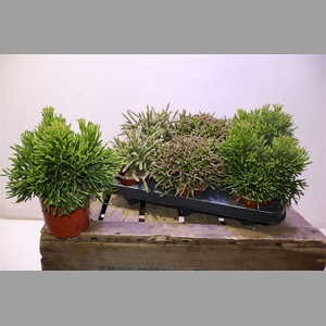 Rhipsalis Gem