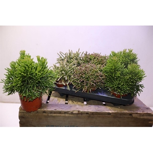 Rhipsalis Gem