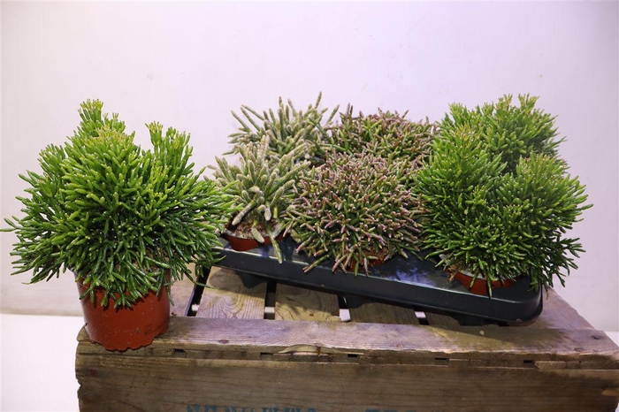 <h4>Rhipsalis Gem</h4>
