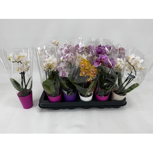 !! PROMO !! PHAL MINI MIX P6