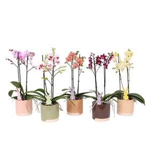 Phal. Multi 2-tak mix in BGC981 Wood Chopper + bijsteker