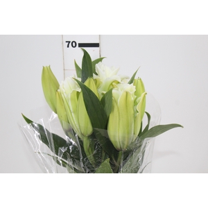 LIRIO ROSELILY AISHA 070 CM DOBRADO HT MIN 2 FLS BRANCO