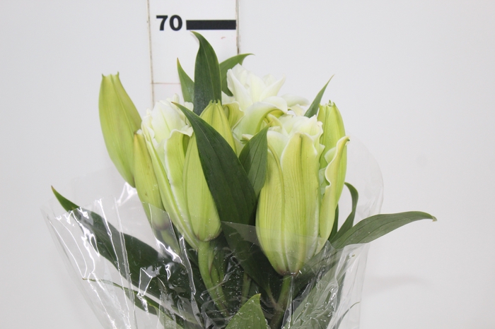 <h4>LIRIO ROSELILY AISHA 070 CM DOBRADO HT MIN 2 FLS BRANCO</h4>