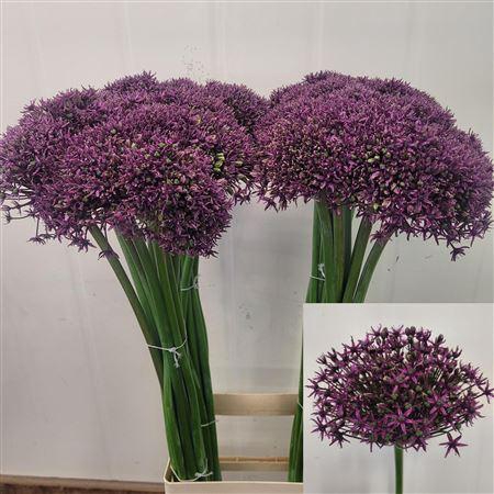 <h4>Allium Miami</h4>