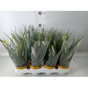 Tillandsia cyanea 'Biancini'