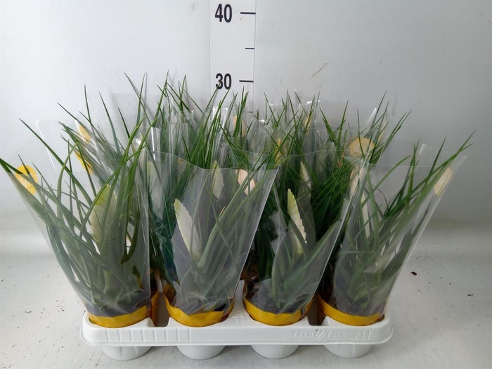 <h4>Tillandsia cyanea 'Biancini'</h4>