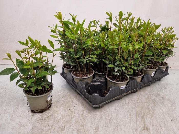 <h4>LAU NOBILIS</h4>