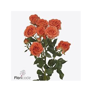 Rosa spray airya