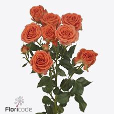 <h4>Rosa spray airya</h4>