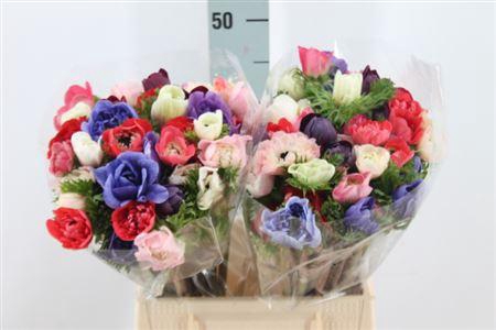 <h4>Anemoon Carillon Double Mix</h4>