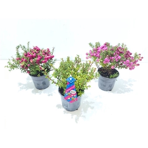 Gaultheria mucronata Gemend laag met man