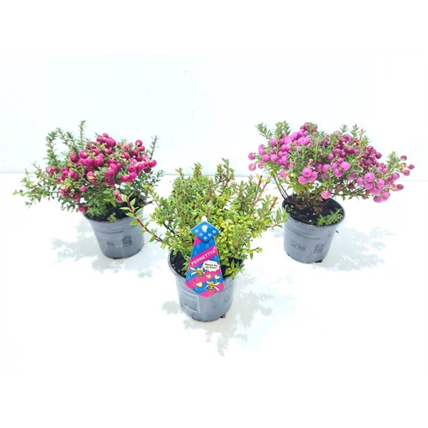 <h4>Gaultheria mucronata Gemend laag met man</h4>