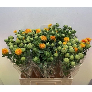 CARTH T ORANGE GRENA