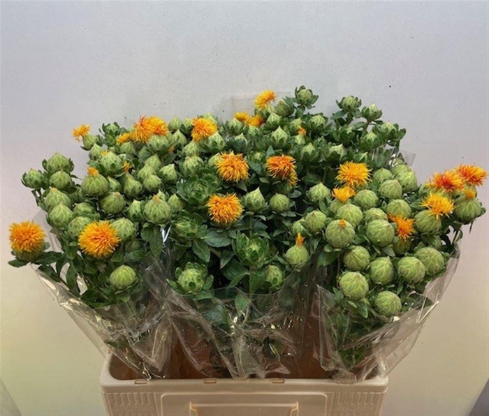 <h4>CARTH T ORANGE GRENA</h4>