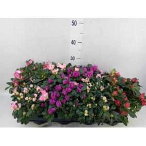 Rhododendron sim. 'Hellmut V' .mix