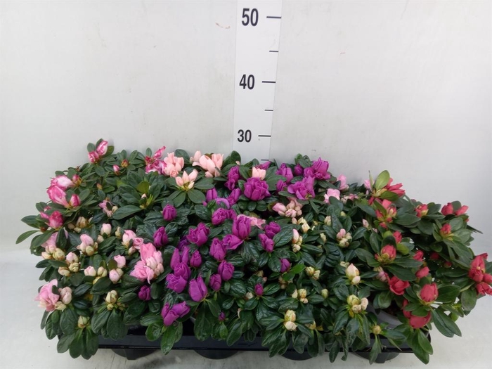 <h4>Rhododendron sim. 'Hellmut V' .mix</h4>