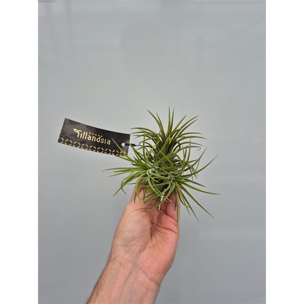 <h4>Tillandsia Ionantha x3 met Label</h4>