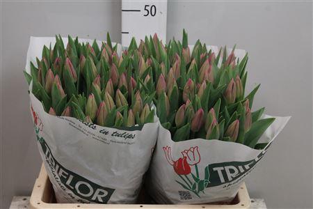 <h4>Tu En Barcelona</h4>