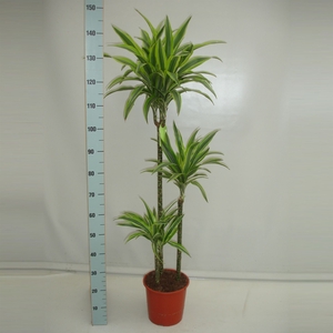 Dracaena fr de 'LemonLime'