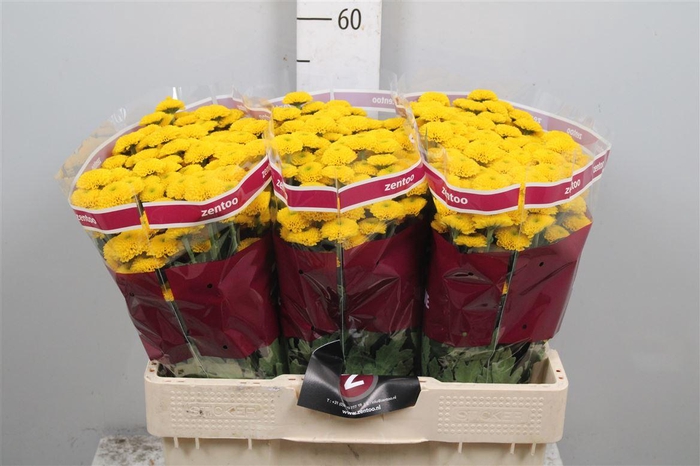 <h4>Chr S Aurinko</h4>