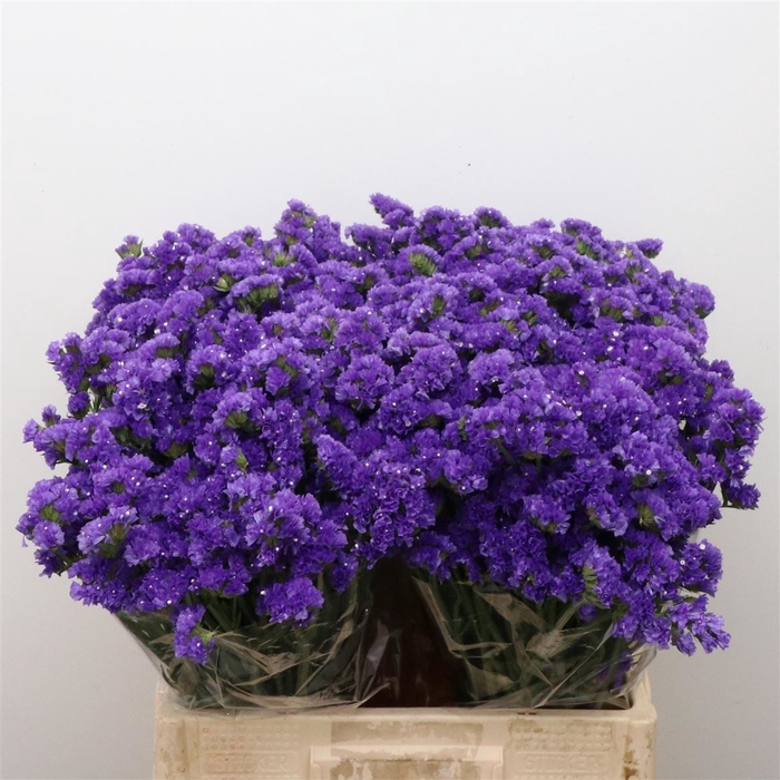<h4>Limonium St Blue Birds X50</h4>