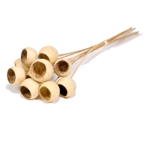 Bell Cup O/s 10pc Natural