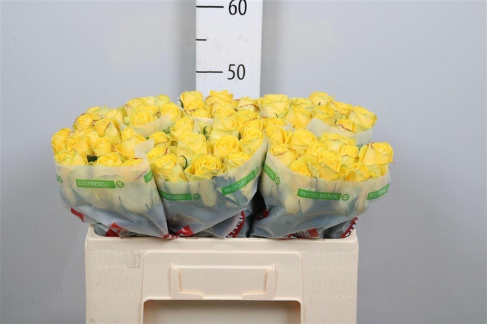 <h4>R Gr Good Times</h4>