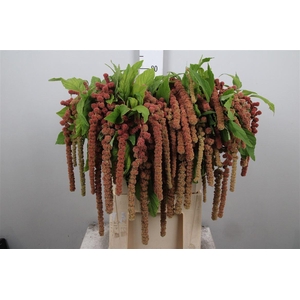 Amar Ca Coral Fountain
