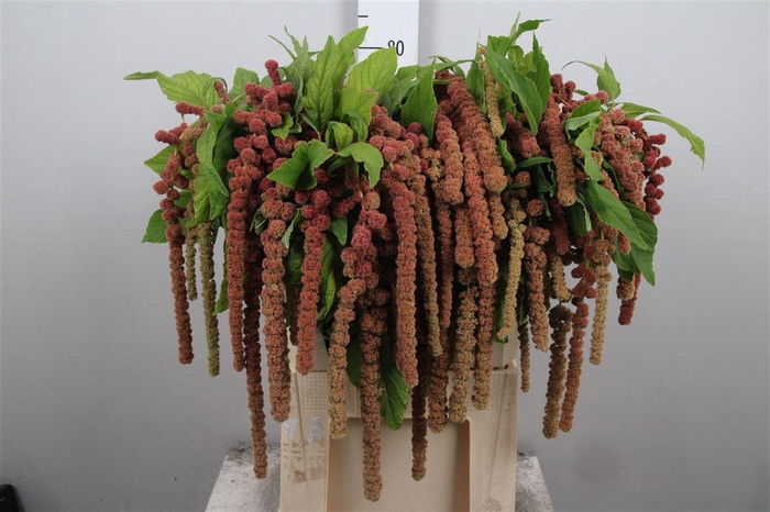 <h4>Amar Ca Coral Fountain</h4>
