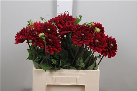 <h4>Dahl Red Runner</h4>