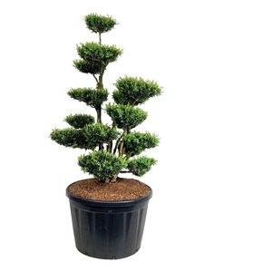 Buxus sempervirens