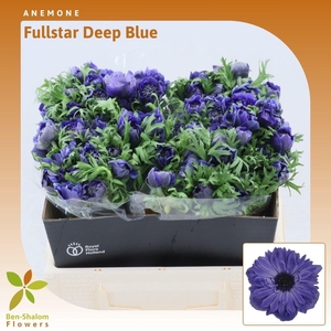 Anemone Fullstar Deep Blue