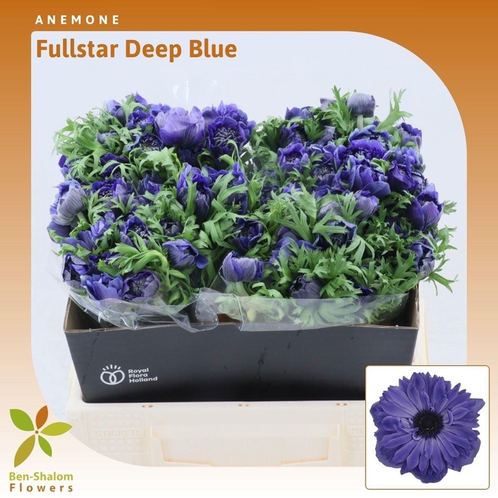 <h4>Anemone Fullstar Deep Blue</h4>