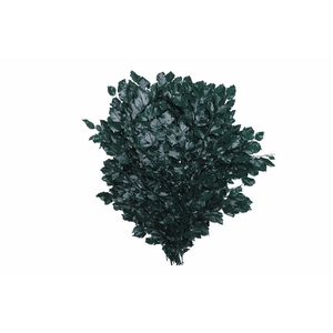 Pres Beuk Green P Bunch