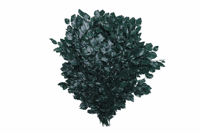 <h4>Pres Beuk Green P Bunch</h4>