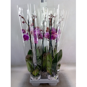 Phalaenopsis   ...lilac