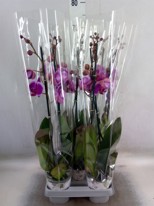 <h4>Phalaenopsis   ...lilac</h4>